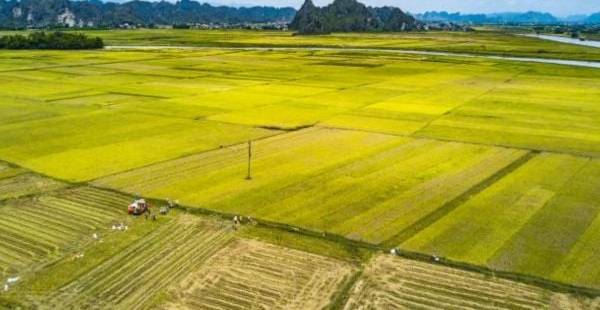 Đất Ruộng Là Gì? Có Nên Đầu Tư Vào Đất Ruộng?