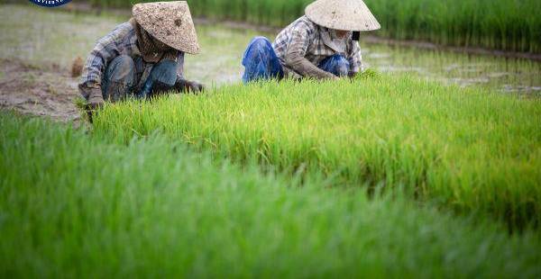 Mức phạt chuyển đổi đất trồng lúa sang cây lâu năm mới nhất