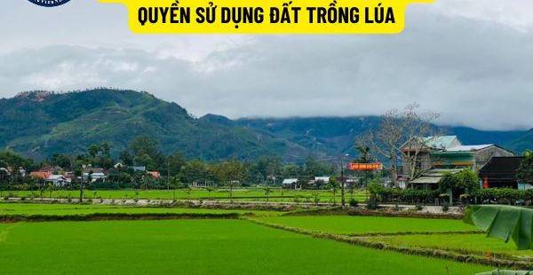 Quyền Chuyển Nhượng Đất Trồng Lúa Cho Người Không Nông Nghiệp: Điều Kiện Mới Nhất