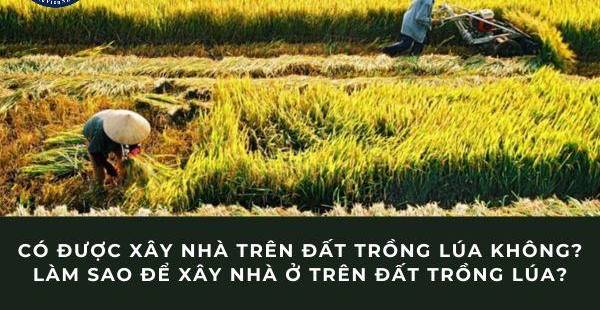 Xây Nhà Trên Đất Lúa: Điều Kiện, Thủ Tục & Giải Pháp