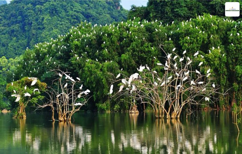 image-rung-ngap-man-can-gio-tac-dong-den-vinhomes-green-paradise-nhu-the-nao-20